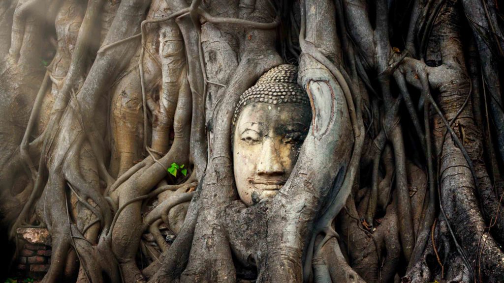 Buddha head in tree ayutthaya