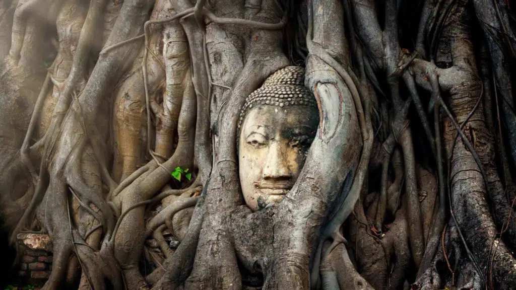 Buddha head in tree ayutthaya