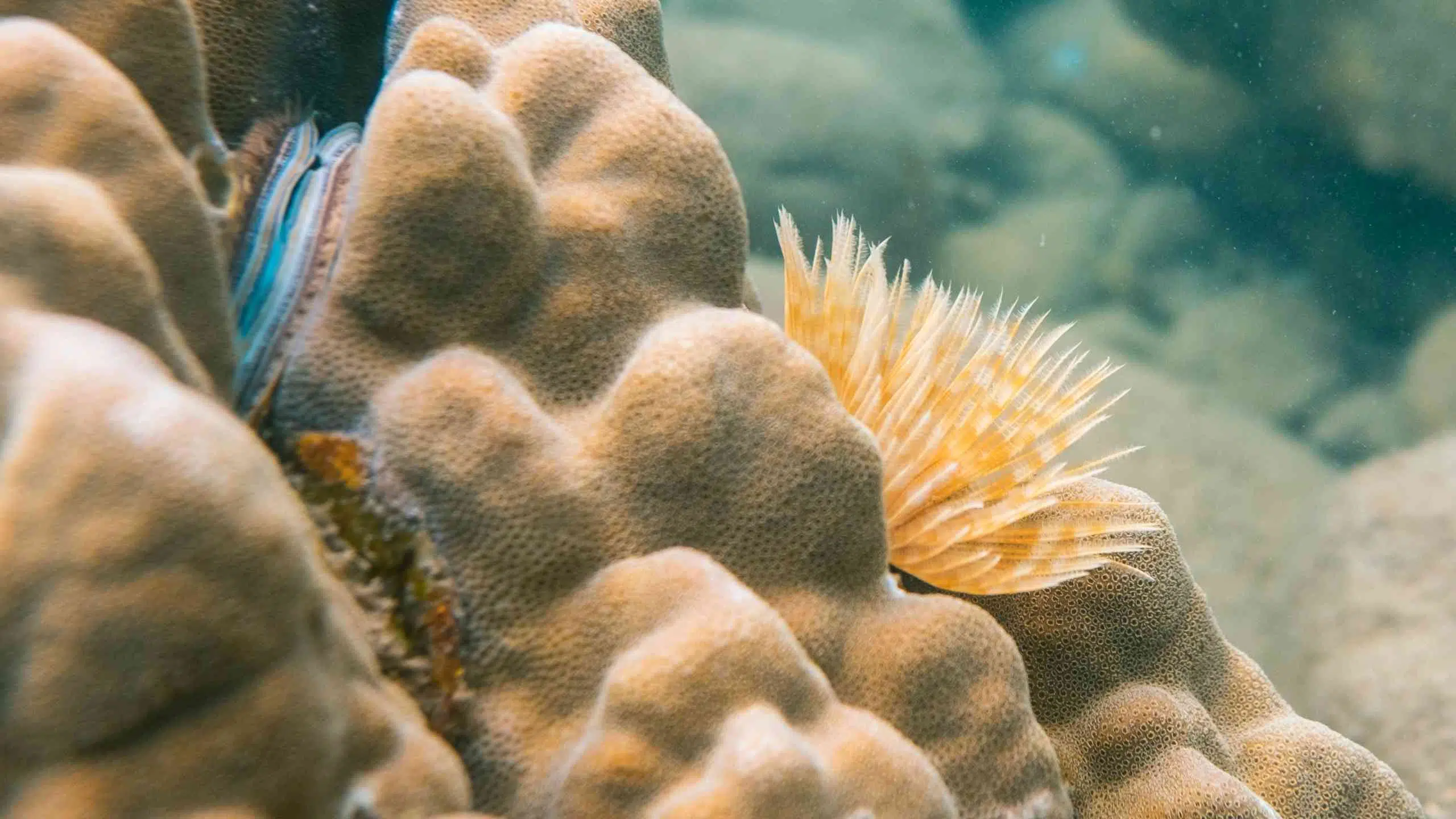 Corals - shells and actinia in the sea. The coral reef near the Koh Kood island