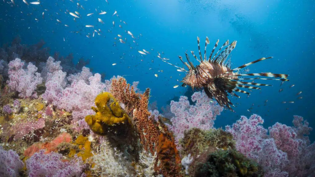 Lion fish swimmimg among soft corals