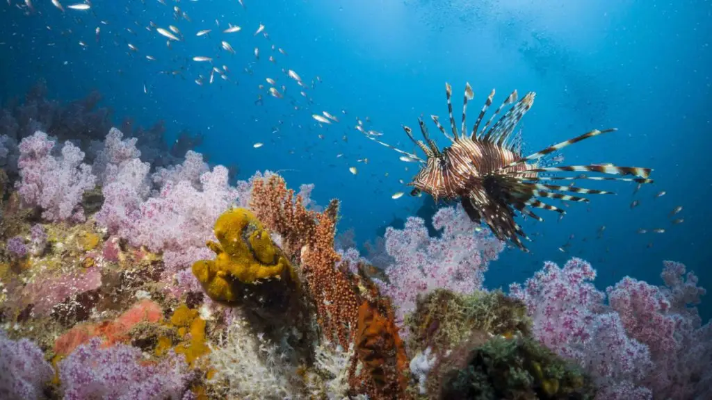 Lion fish swimmimg among soft corals