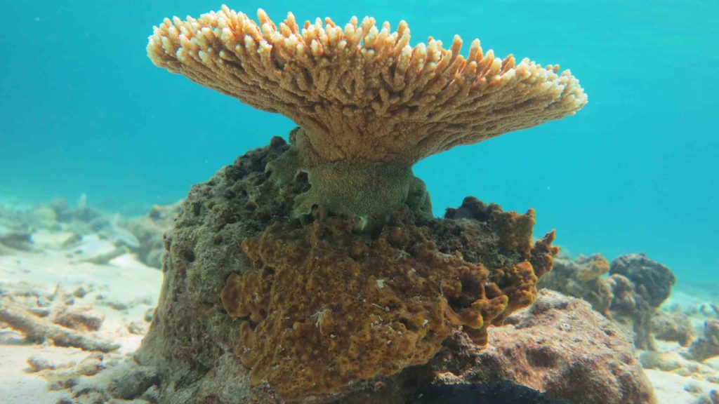 Table corals,staghorn corals on shallow water