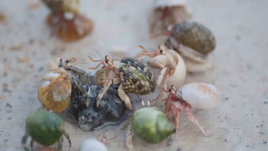 hermit crab on the beach,Surin island