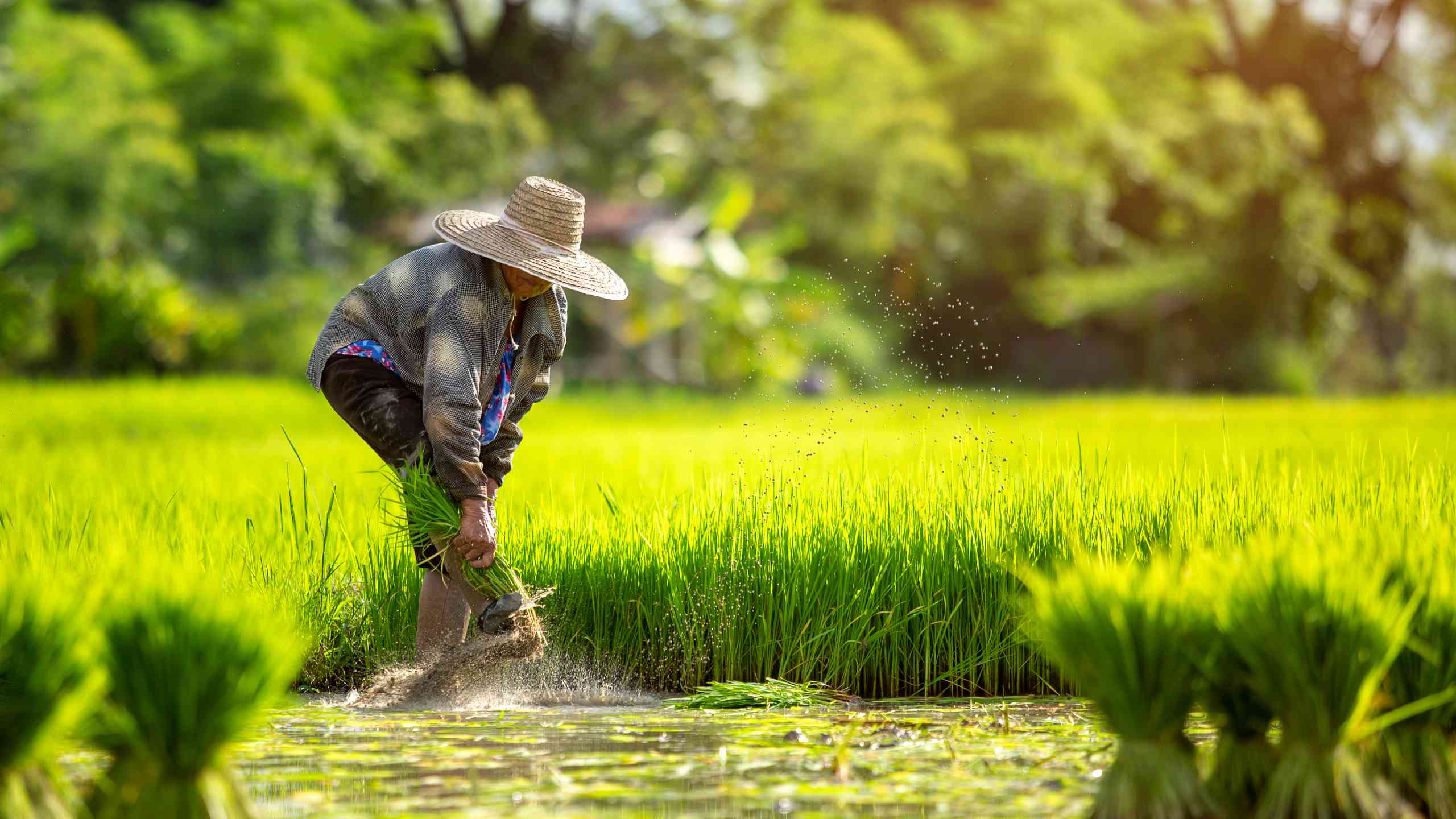 Asian farmer grow rice in the rainy season