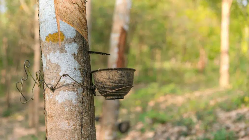 Rubber plantation of Thailand