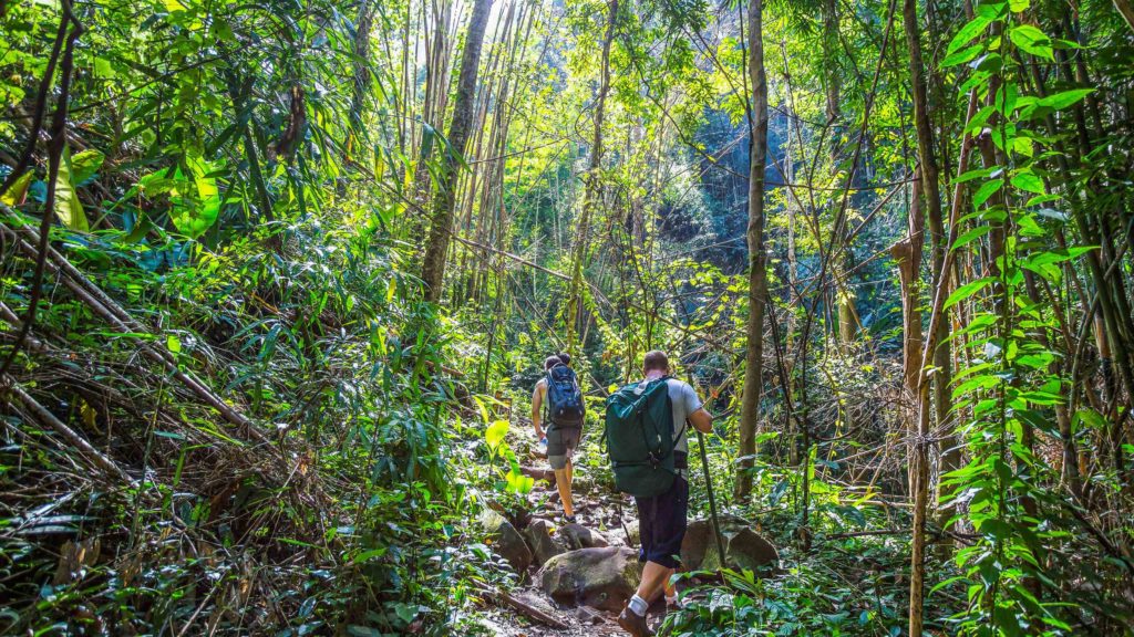 Tourists hiking in the jungle