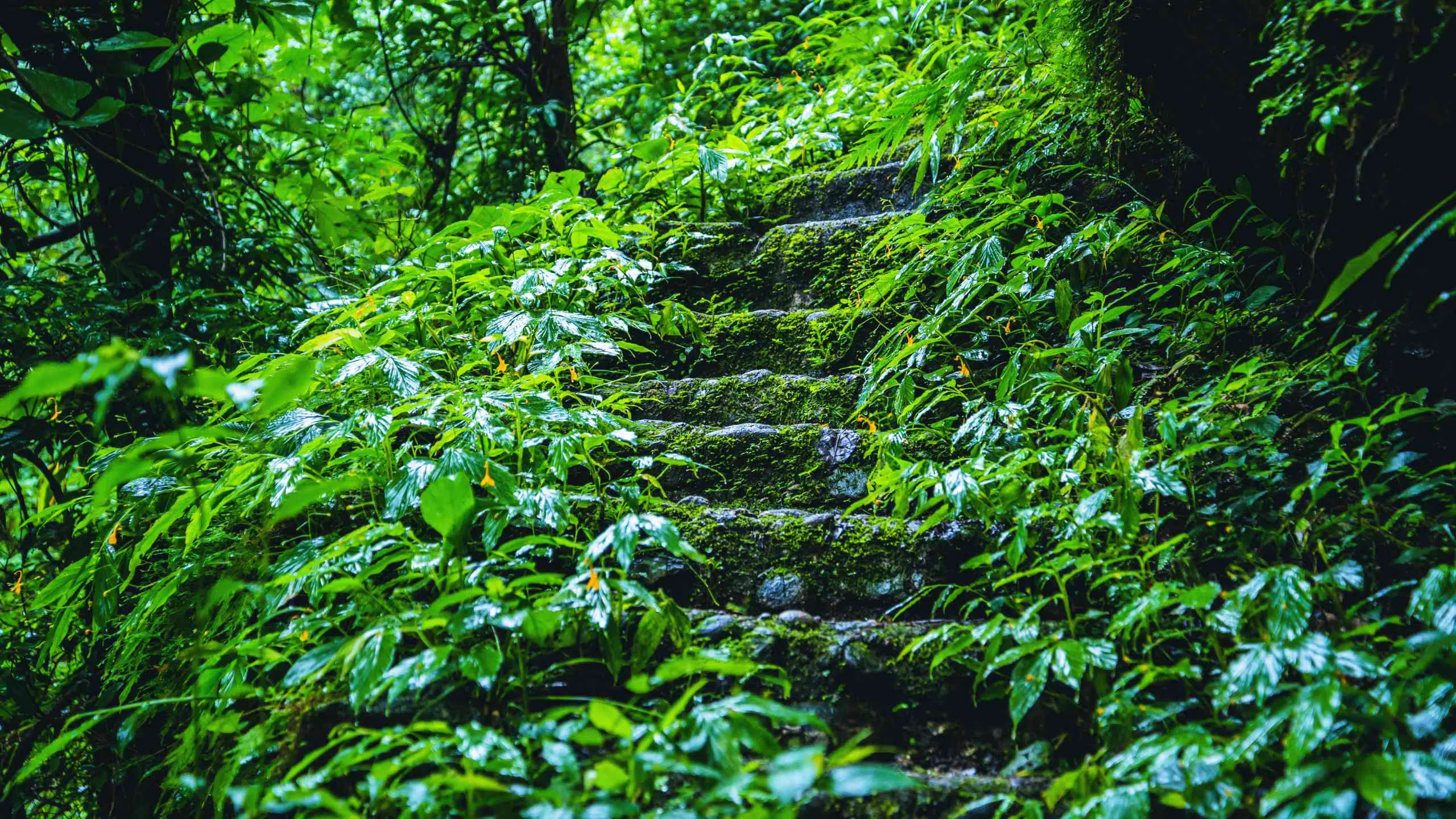 Travel nature study in the Jungle the rainy season at Doi intanon Chiangmai