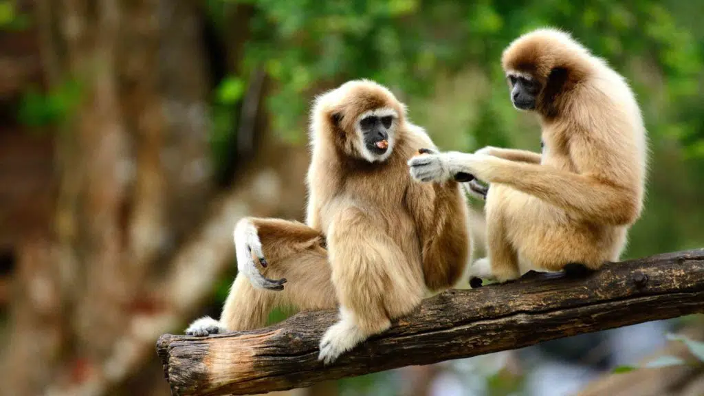 beautiful White-handed Gibbon (Hylobates lar) sitting on ground
