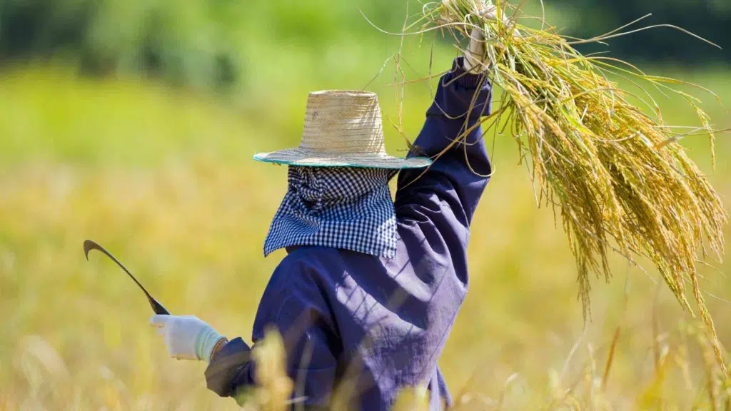 woman cutting rice in the fields