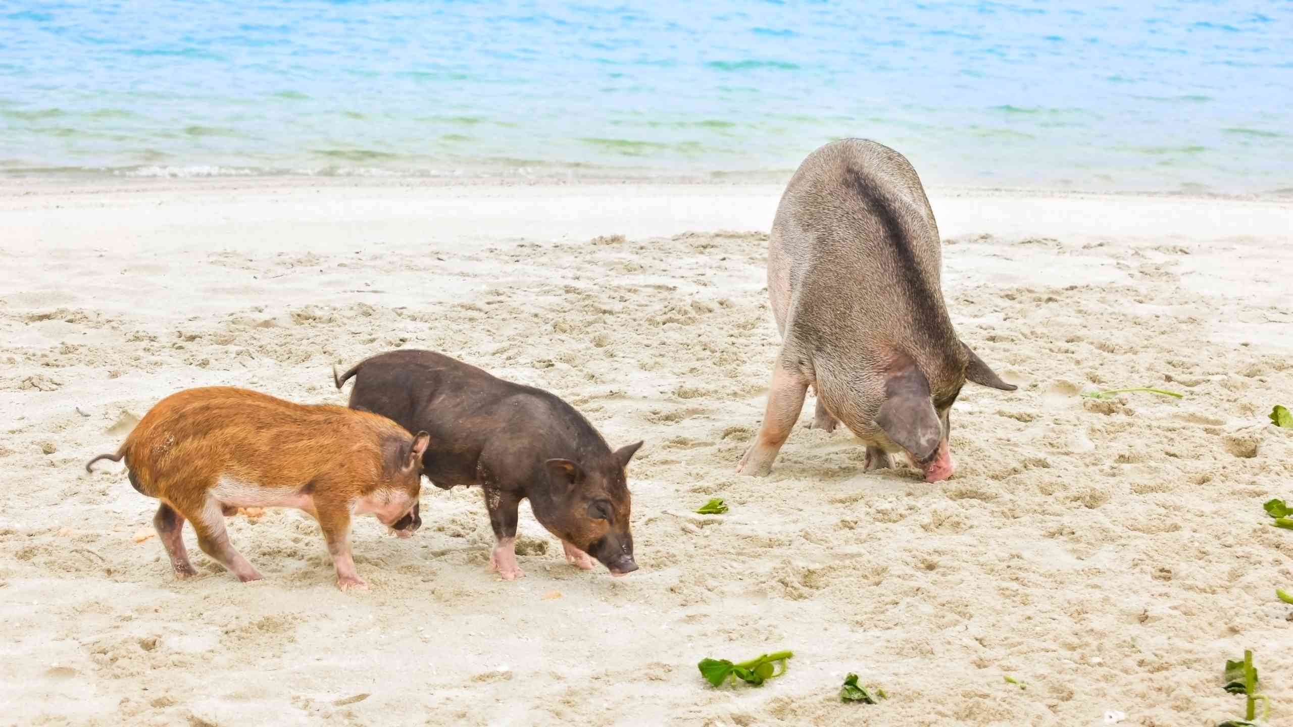 Pigs on Koh Madsum pig island - Samui