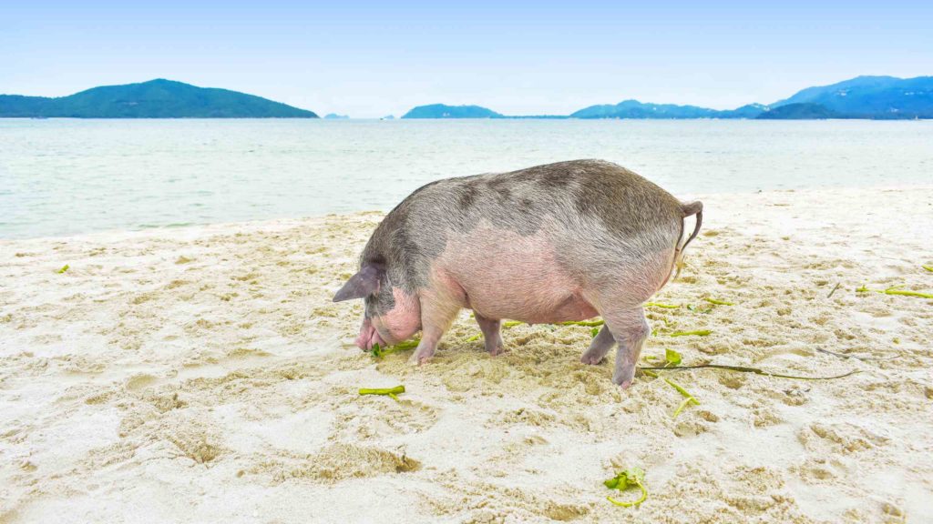 Pig on koh madsum pig island - Samui