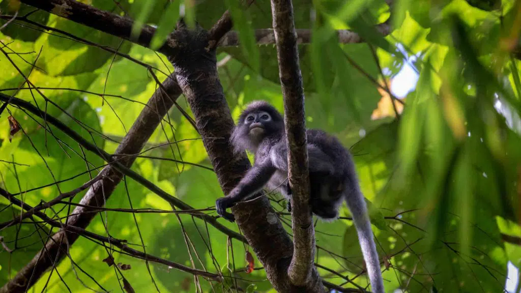 Spectacled Langur in Khao Sok National Park