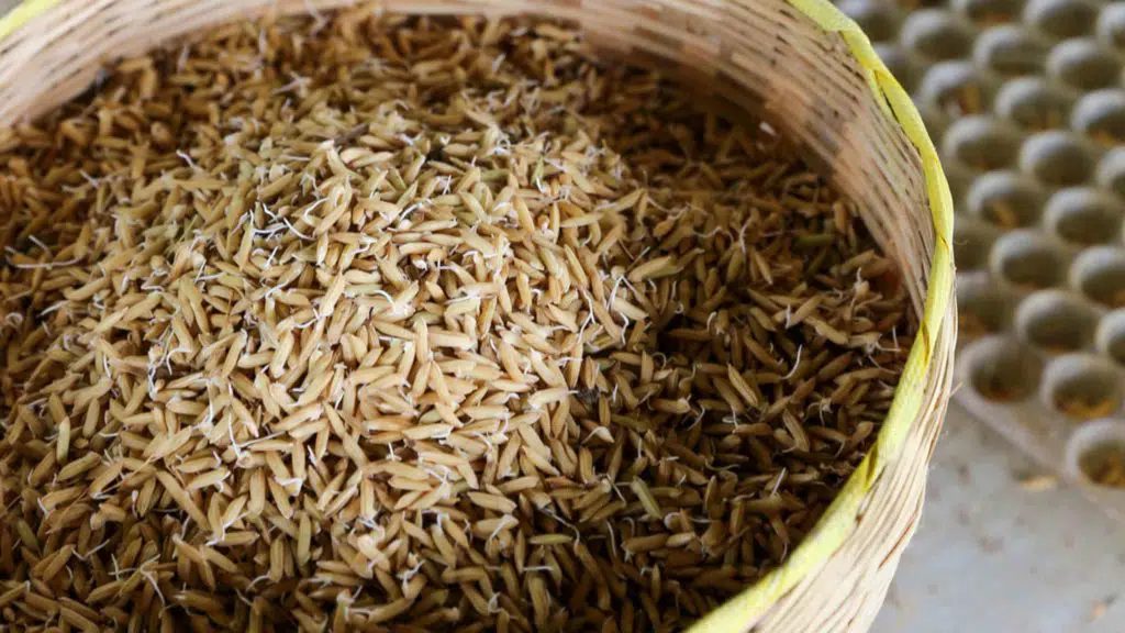 rice