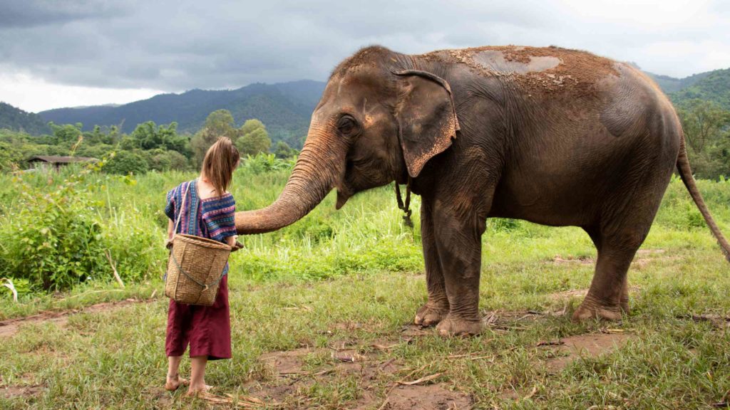 A girl is feeding an elephant in a sanctuary for old elephants