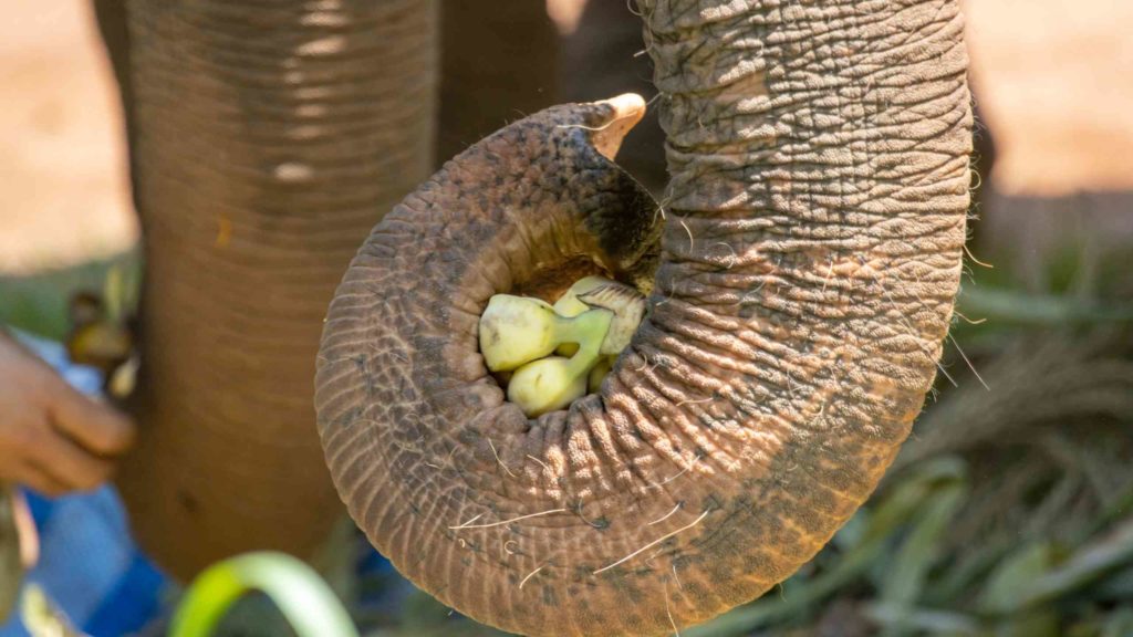 Close up the elephant trunk holding the fruit the forage provided by the mahout