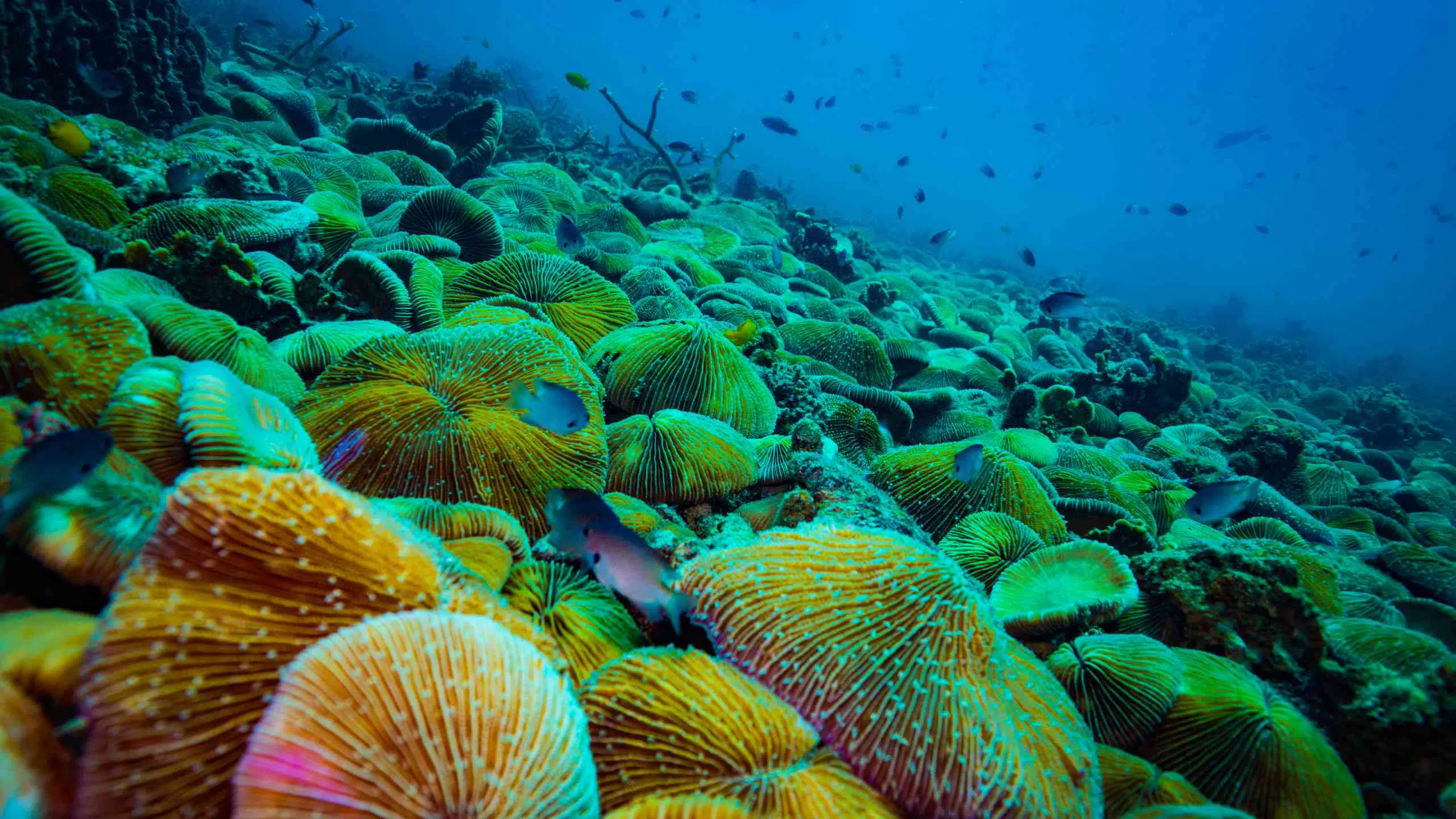 Coral near Koh Tao island