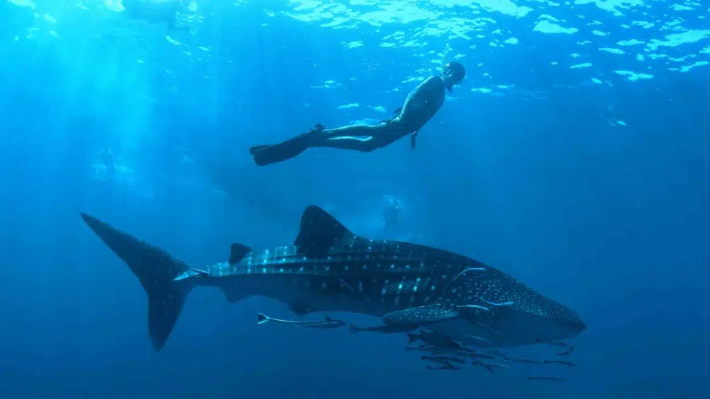 Whaleshark Koh Tao