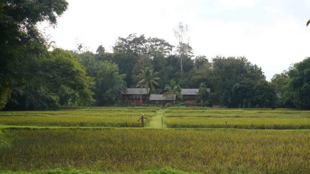 rice field