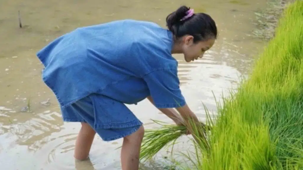 rice planting