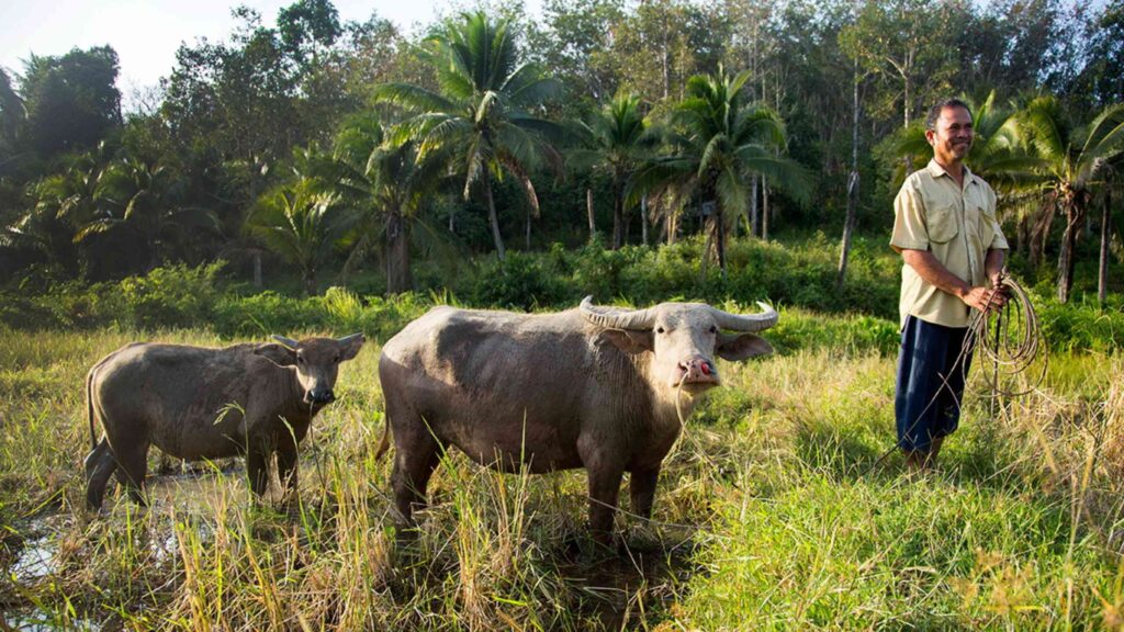 Koh Yao Yai Local Immersion