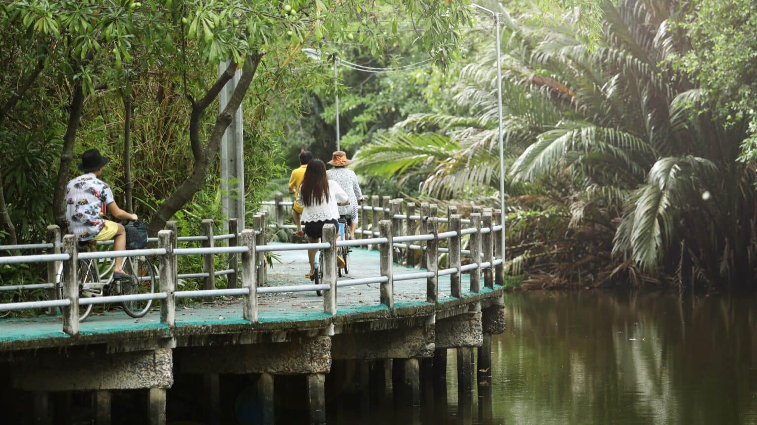 Bike Bangkok The Mangrove Forests of Bang Krachao Tripseed