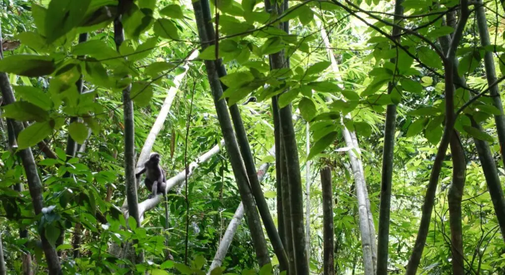 Khao Sok: Adventure to Cheow Lan Lake