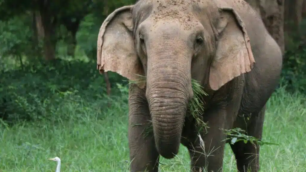 Ethical Elephant Kanchanaburi