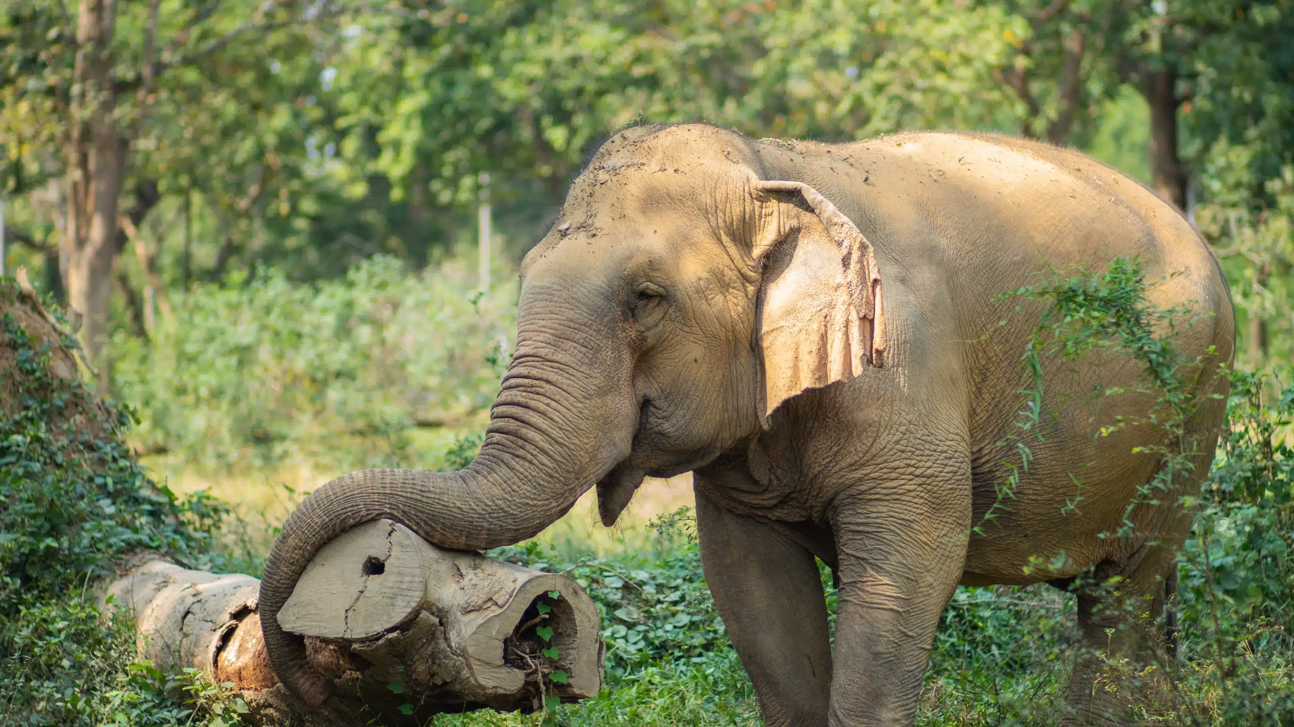 Ethical Elephant Kanchanaburi