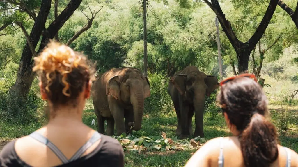 Ethical Elephant Kanchanaburi