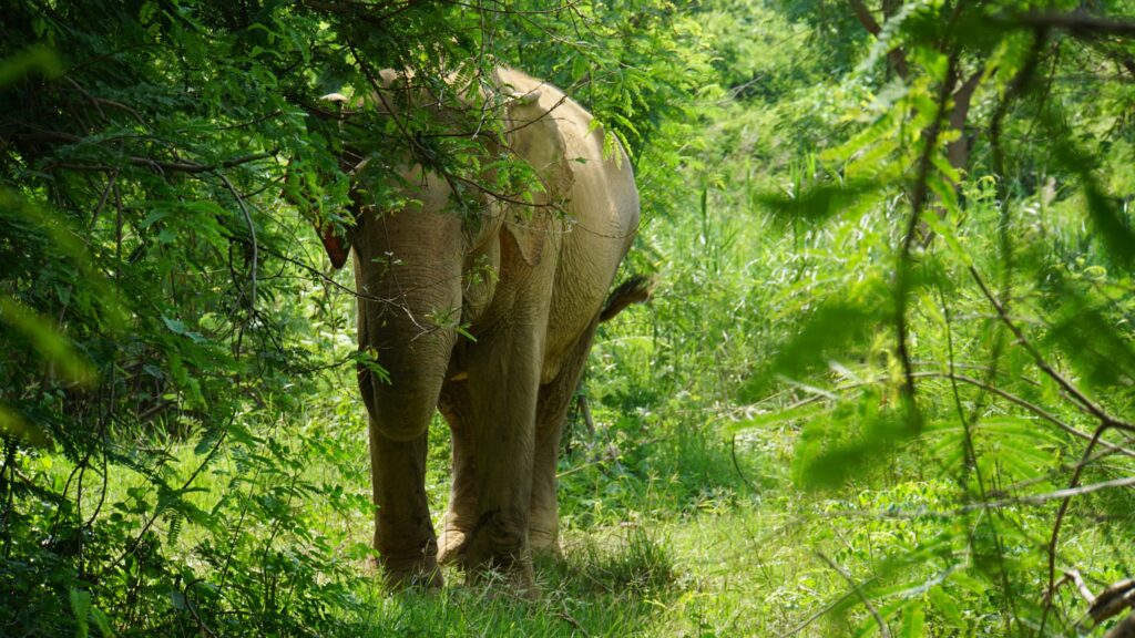 Ethical Elephant Kanchanaburi