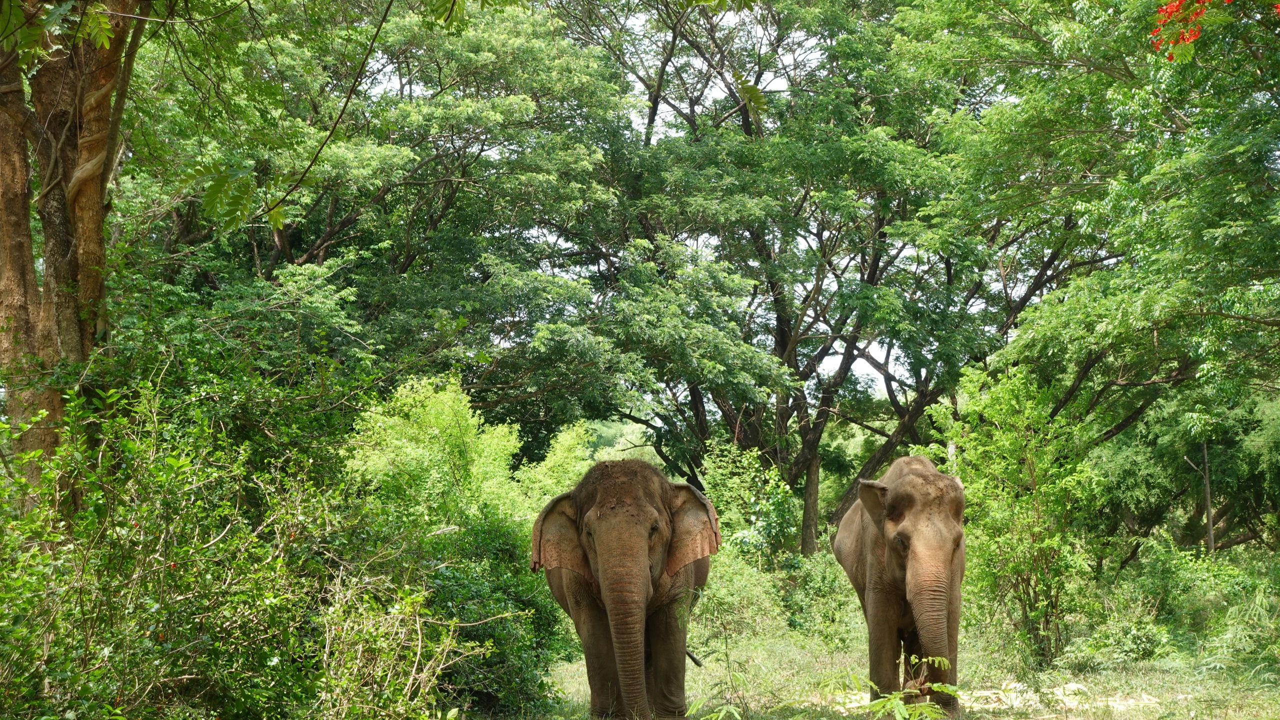 Nature's Giants: An Ethical Day of Discovery with Elephants