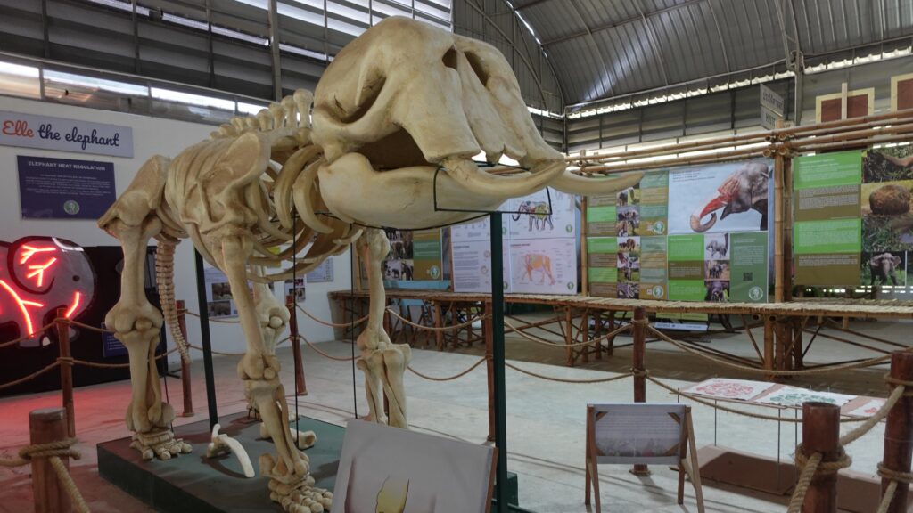 Nature's Giants: An Ethical Day of Discovery with Elephants