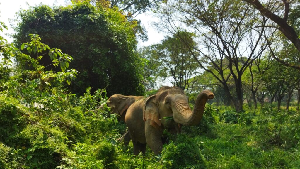 Ethical Elephant Kanchanaburi