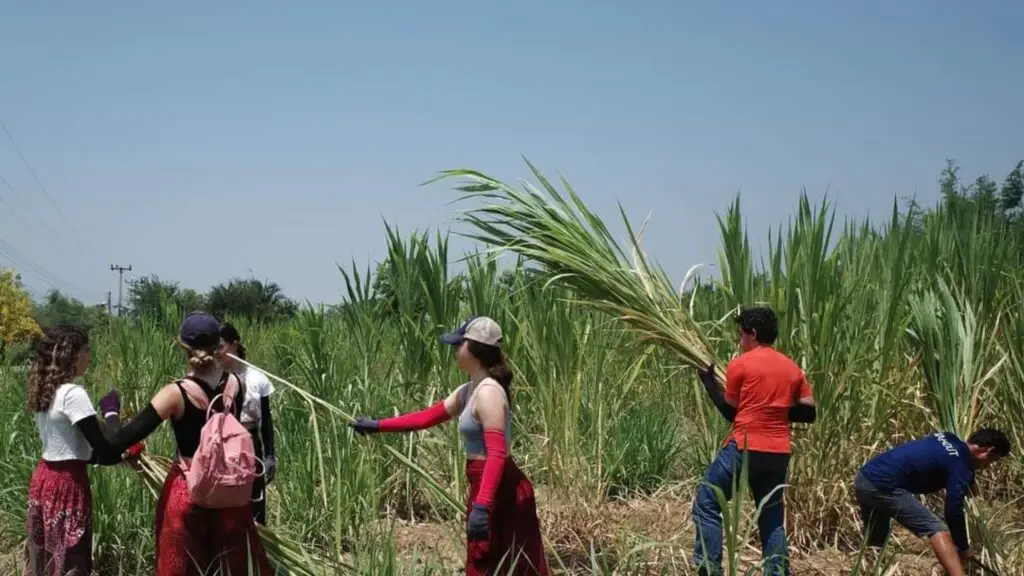 Ethical Elephant Kanchanaburi