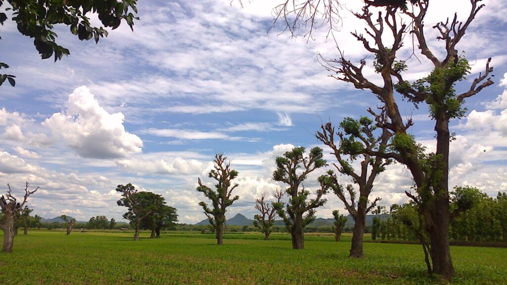 Phrae