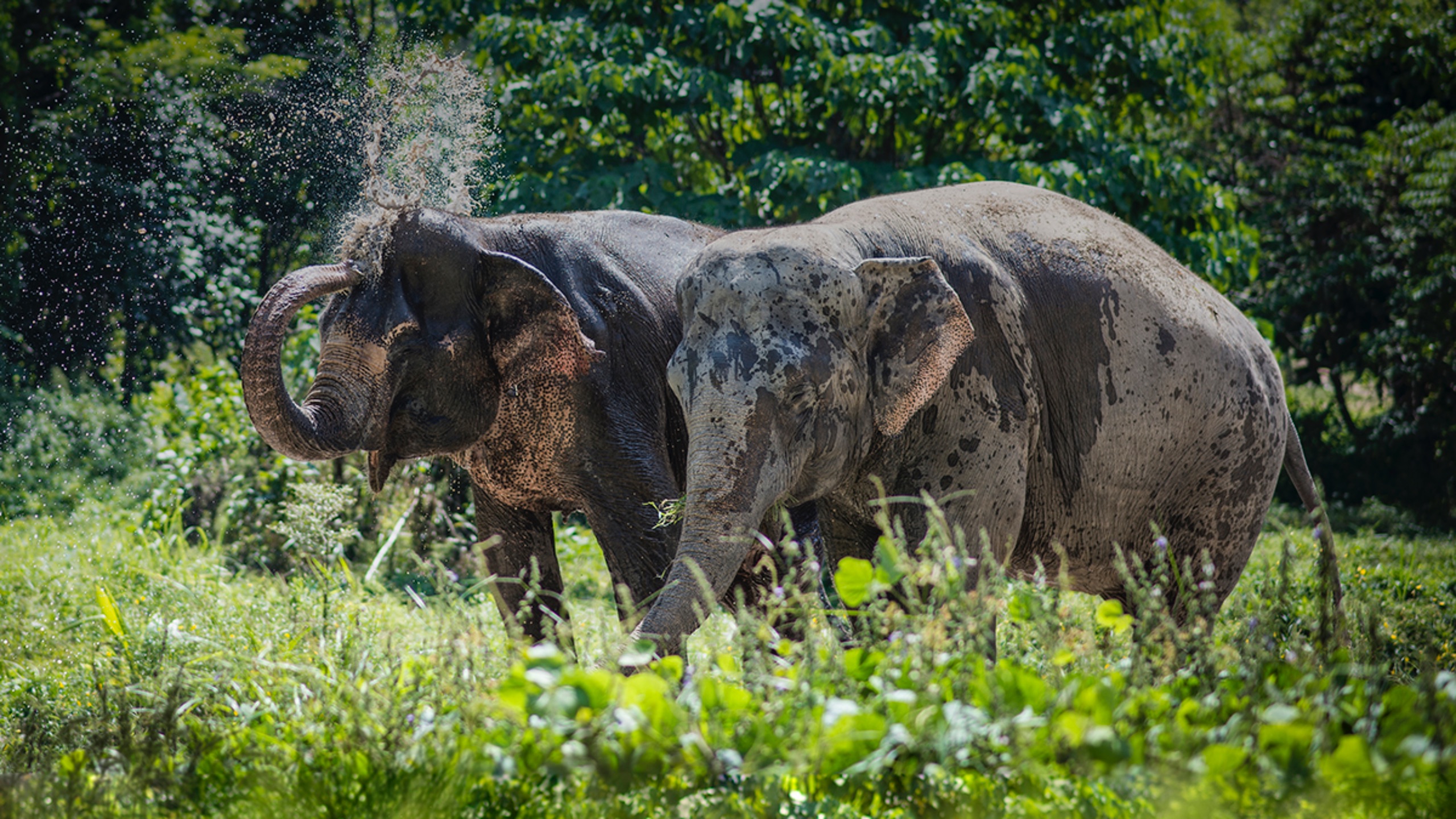 Phuket Elephant Sanctuary