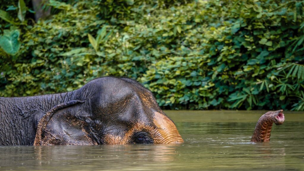 Phuket Elephant Sanctuary