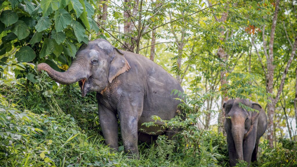 Phuket Elephant Sanctuary