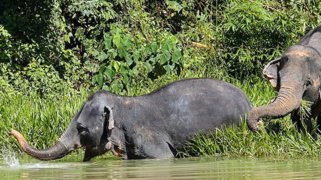 Phuket Elephant Sanctuary