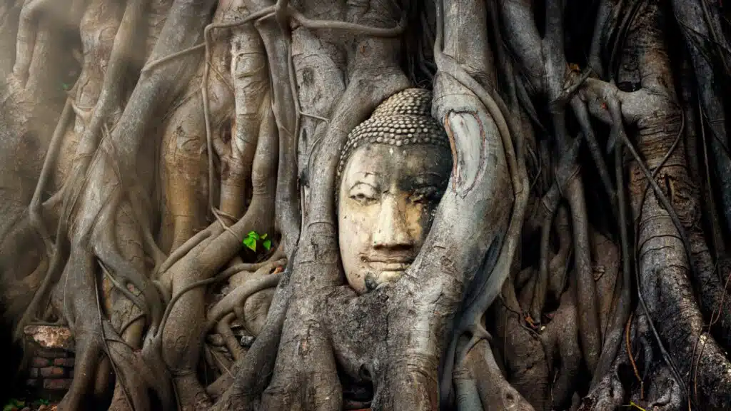 Buddha head in tree ayutthaya