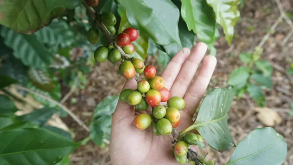 Highlands of Heritage- Doi Mae Salong Adventure