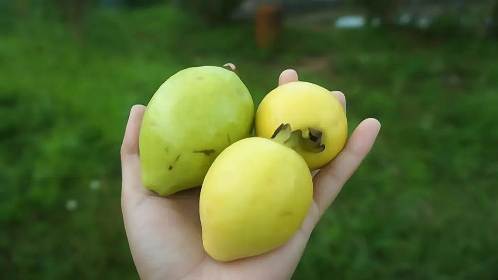 Highlands of Heritage- Doi Mae Salong Adventure.3