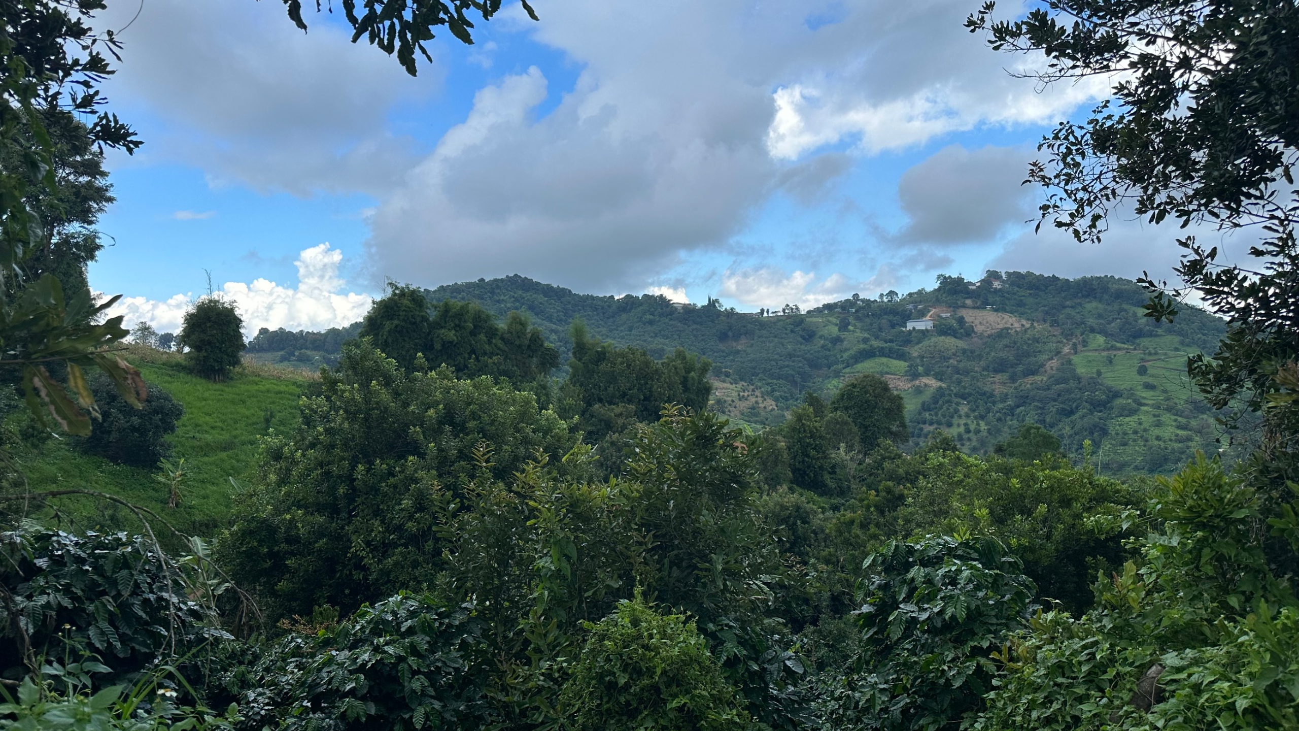 Highlands of Heritage- Doi Mae Salong Adventure
