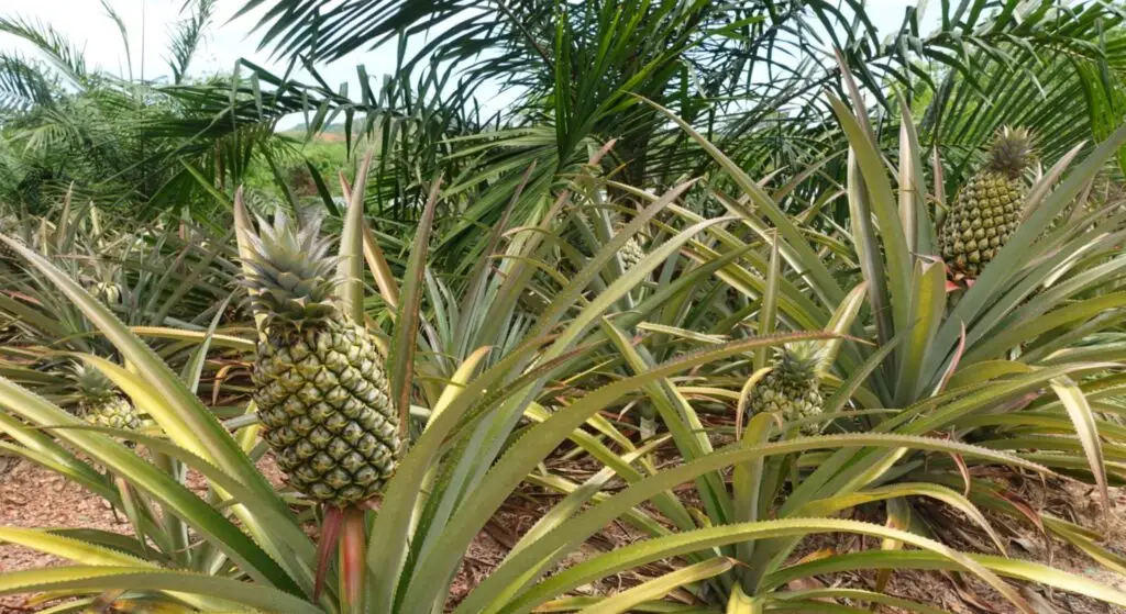 Bangrong Community Phuket