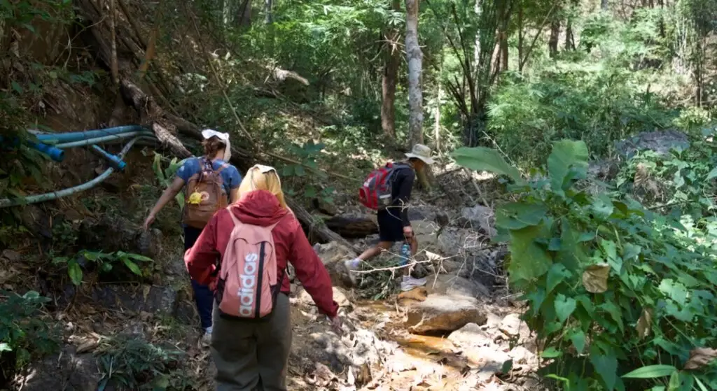 From Forest and Farm to Table: A Story of Organic Agriculture