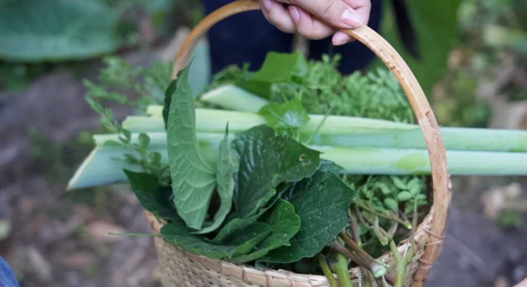 Community Cooperative Living and Organic Farmstay Experience