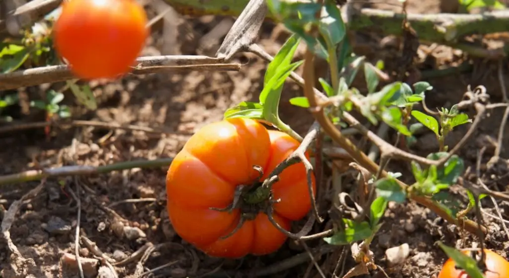 Community Cooperative Living and Organic Farmstay Experience