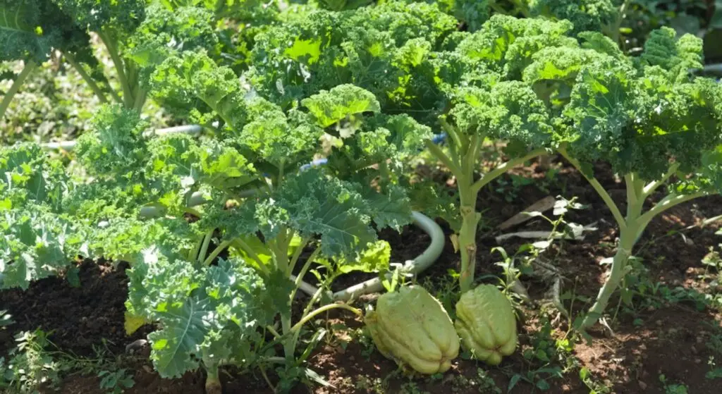 Community Cooperative Living and Organic Farmstay Experience