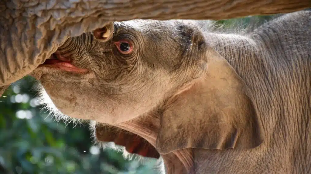 Elephant