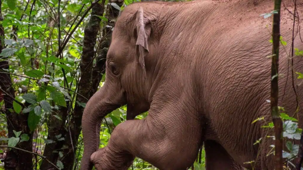 Elephant